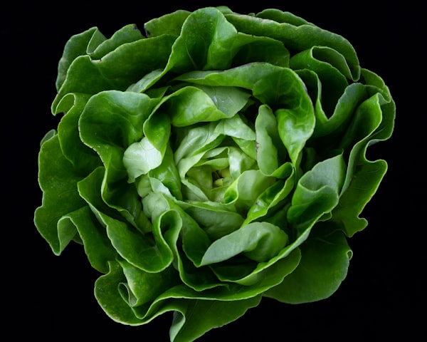 Lechuga Costina Hidropónica